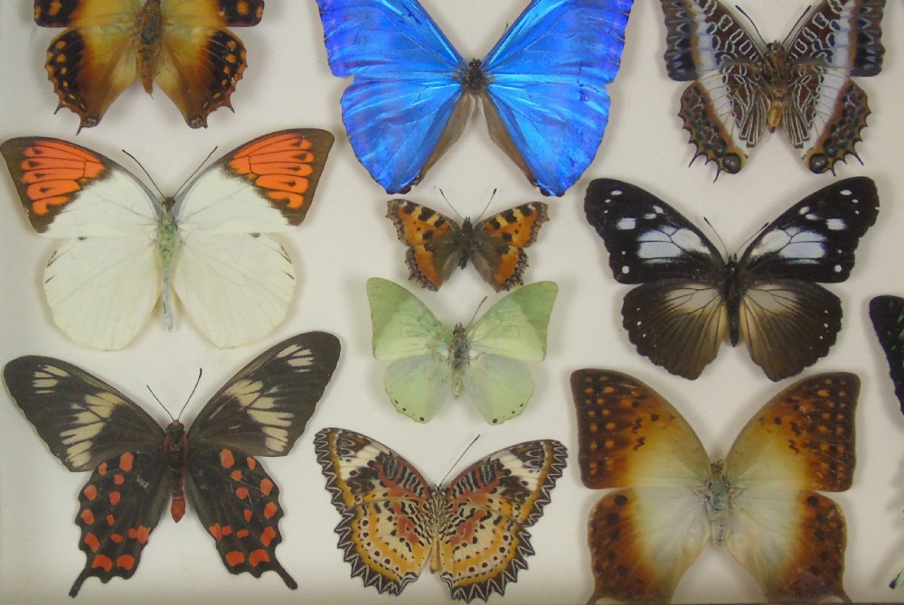 Antique Specimen Butterfly Case View V