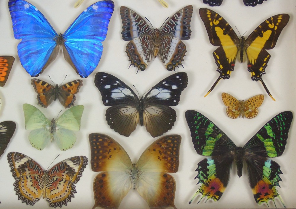 Antique Specimen Butterfly Case View VI