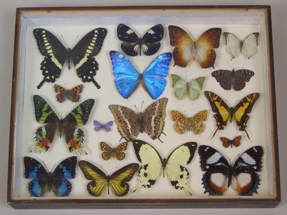 Antique Specimen Butterfly Case