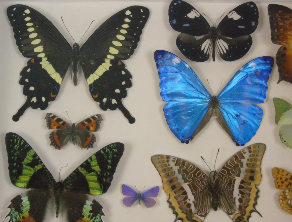 Antique Specimen Butterfly Case View II