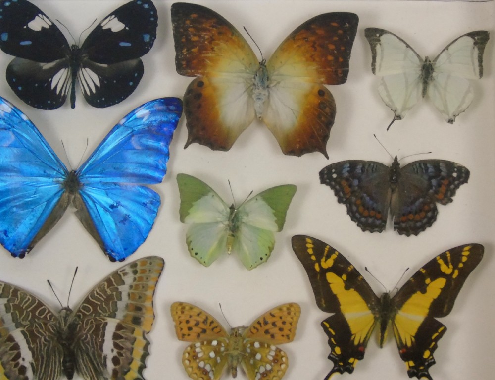 Antique Specimen Butterfly Case View III
