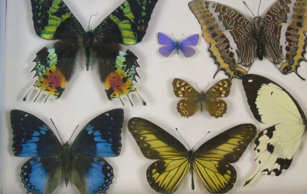 Antique Specimen Butterfly Case View IV