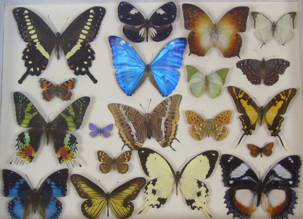 Antique Specimen Butterfly Case View V