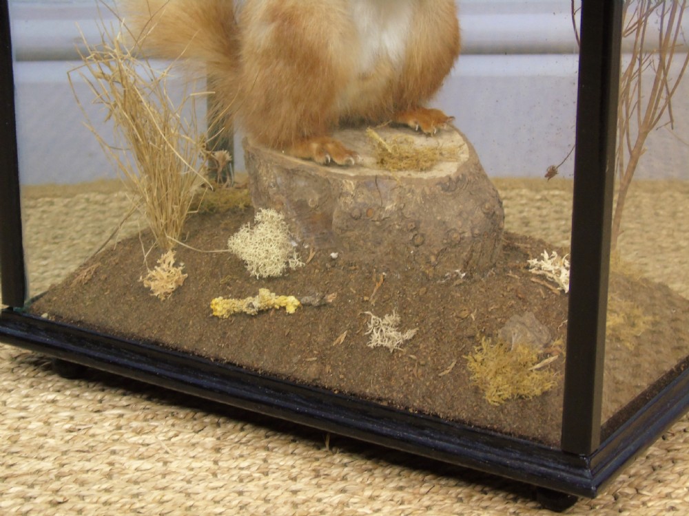 Victorian Cased Taxidermy Red Squirrel View II
