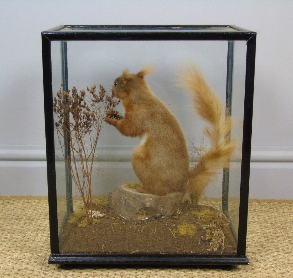 Victorian Cased Taxidermy Red Squirrel View III