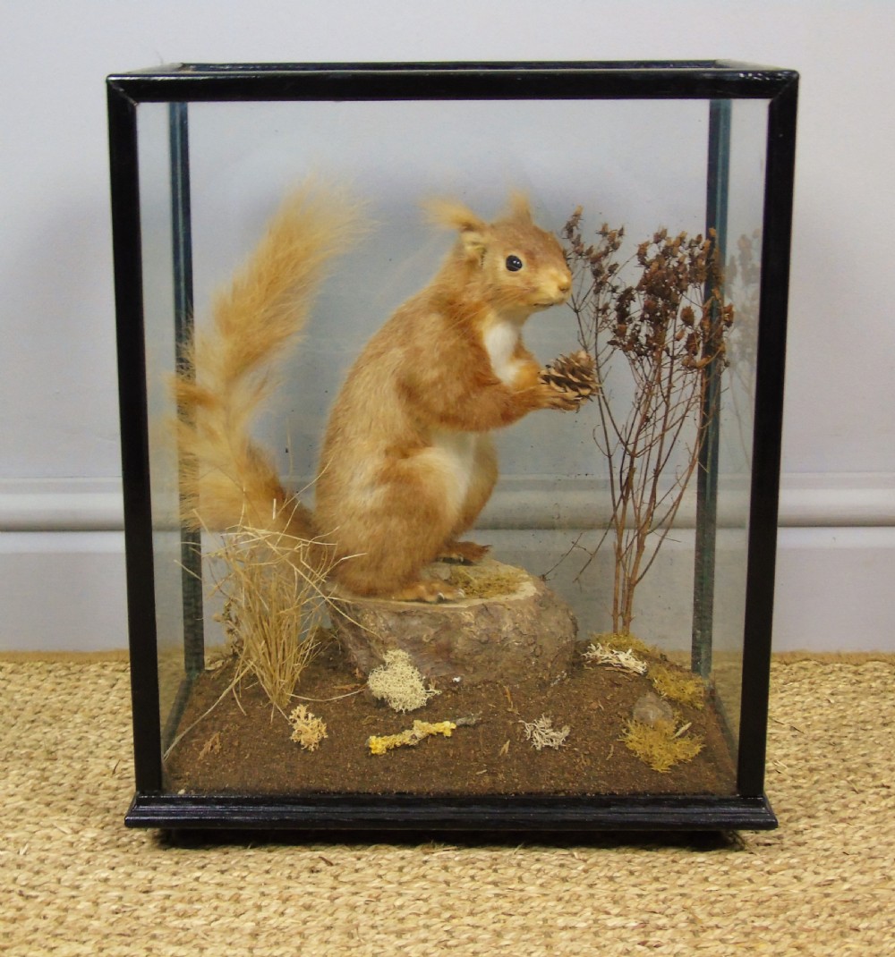 Victorian Cased Taxidermy Red Squirrel