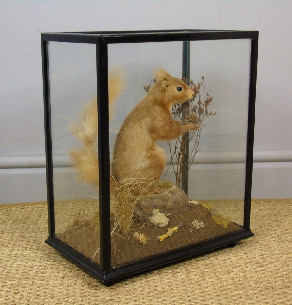 Victorian Cased Taxidermy Red Squirrel View IV