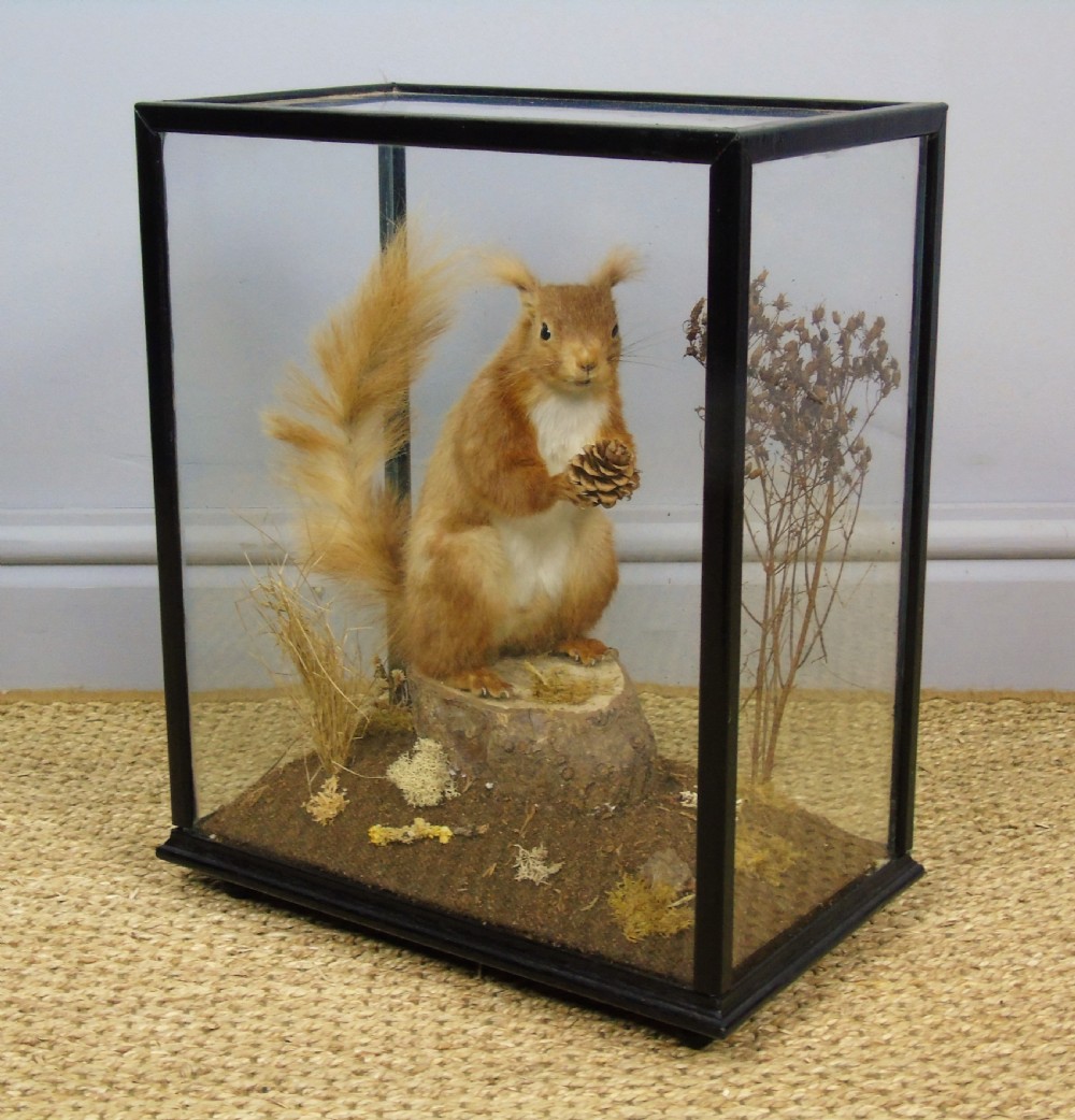 Victorian Cased Taxidermy Red Squirrel View V