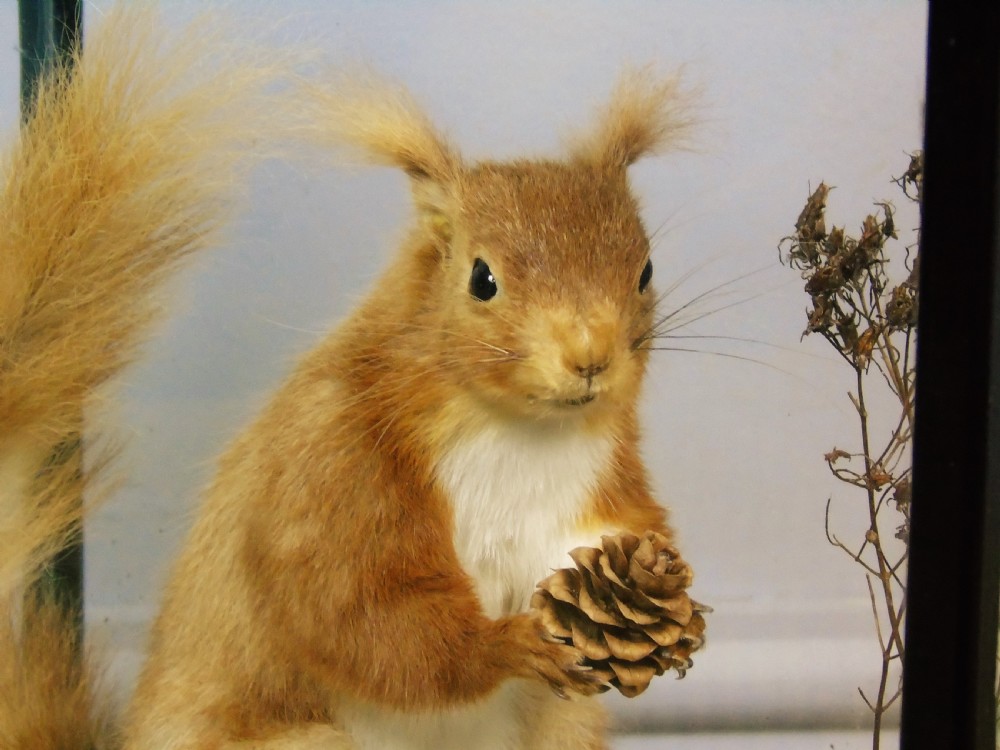 Victorian Cased Taxidermy Red Squirrel View VI