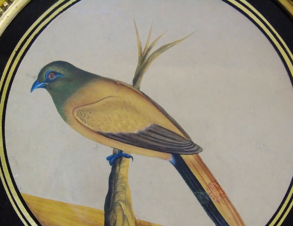 Set of 3 Beautiful Indian 19th Century Bird Paintings on Mica View IV