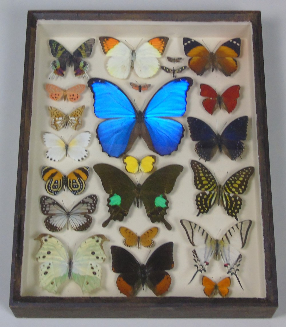 Antique Specimen Case of Butterflies