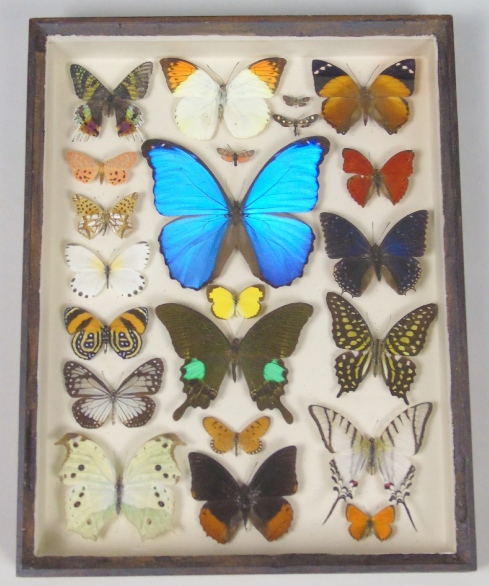 Antique Specimen Case of Butterflies View II