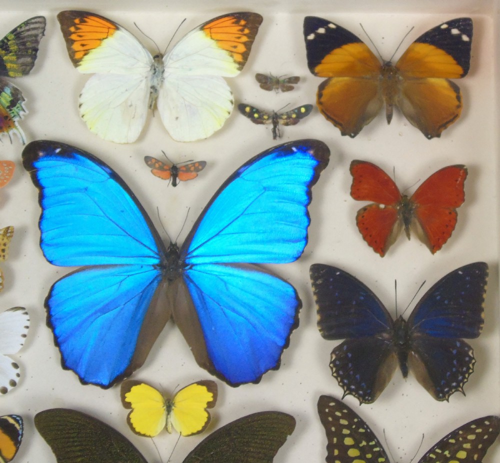 Antique Specimen Case of Butterflies View III