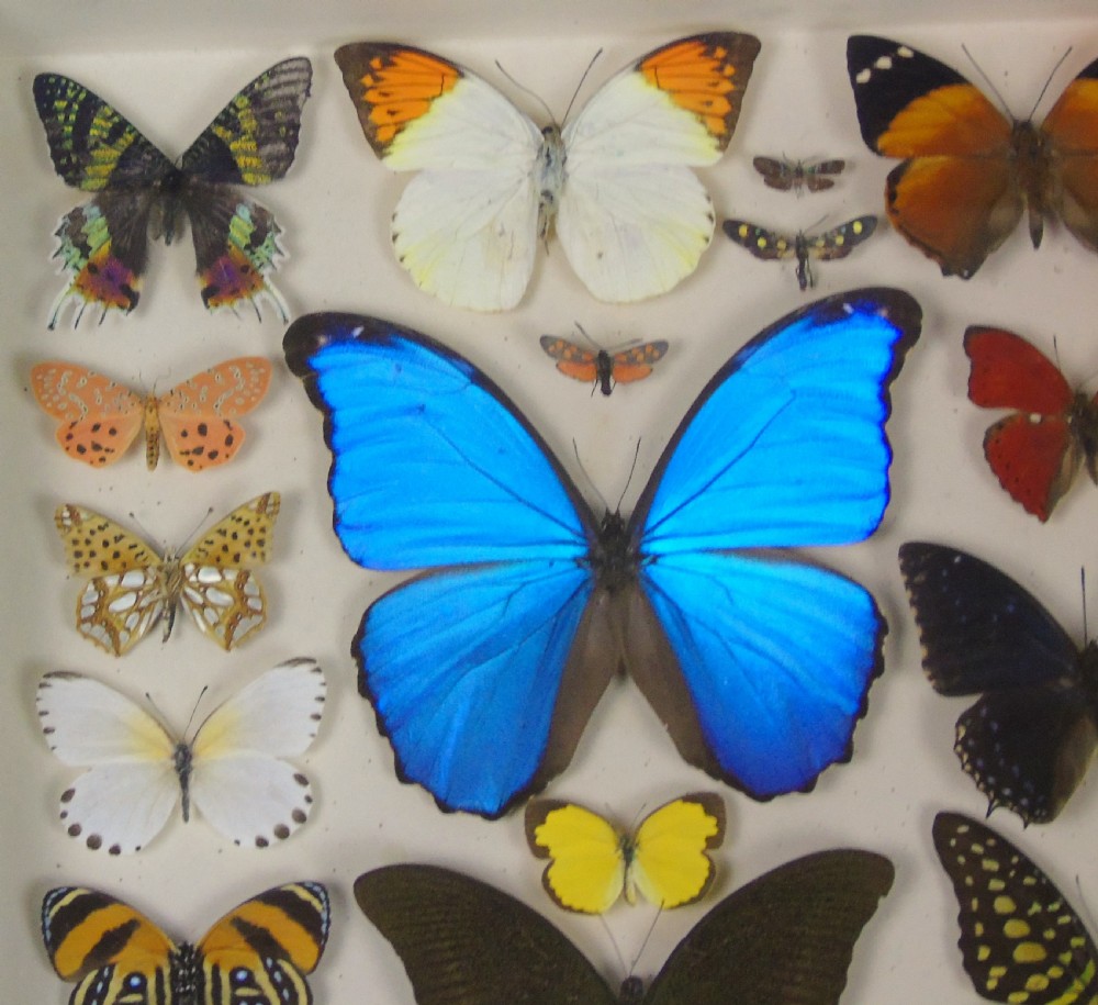 Antique Specimen Case of Butterflies View IV