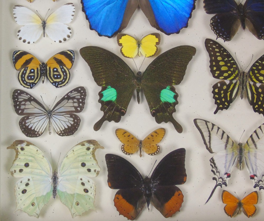 Antique Specimen Case of Butterflies View V