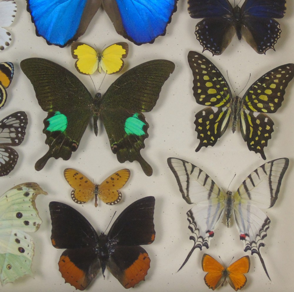 Antique Specimen Case of Butterflies View VI