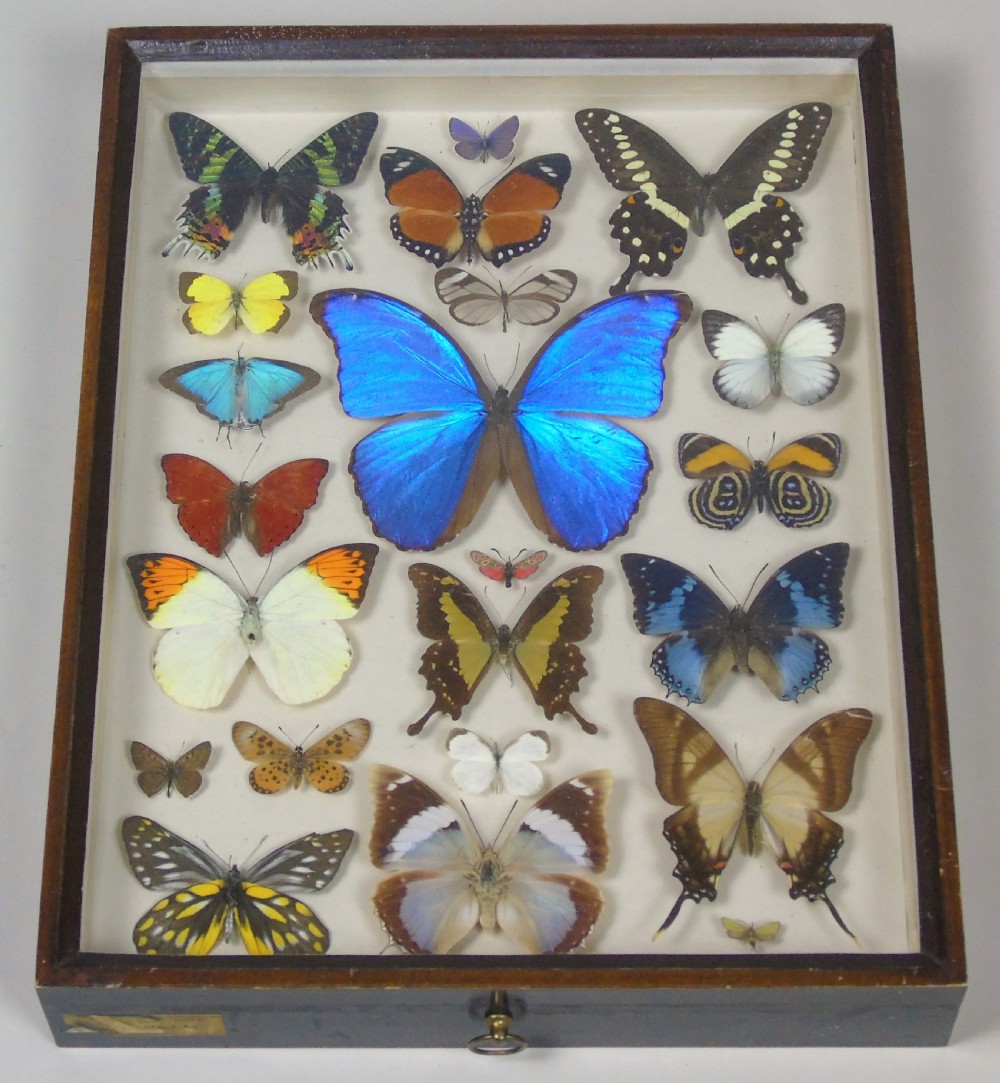 Antique Specimen Case of Butterflies
