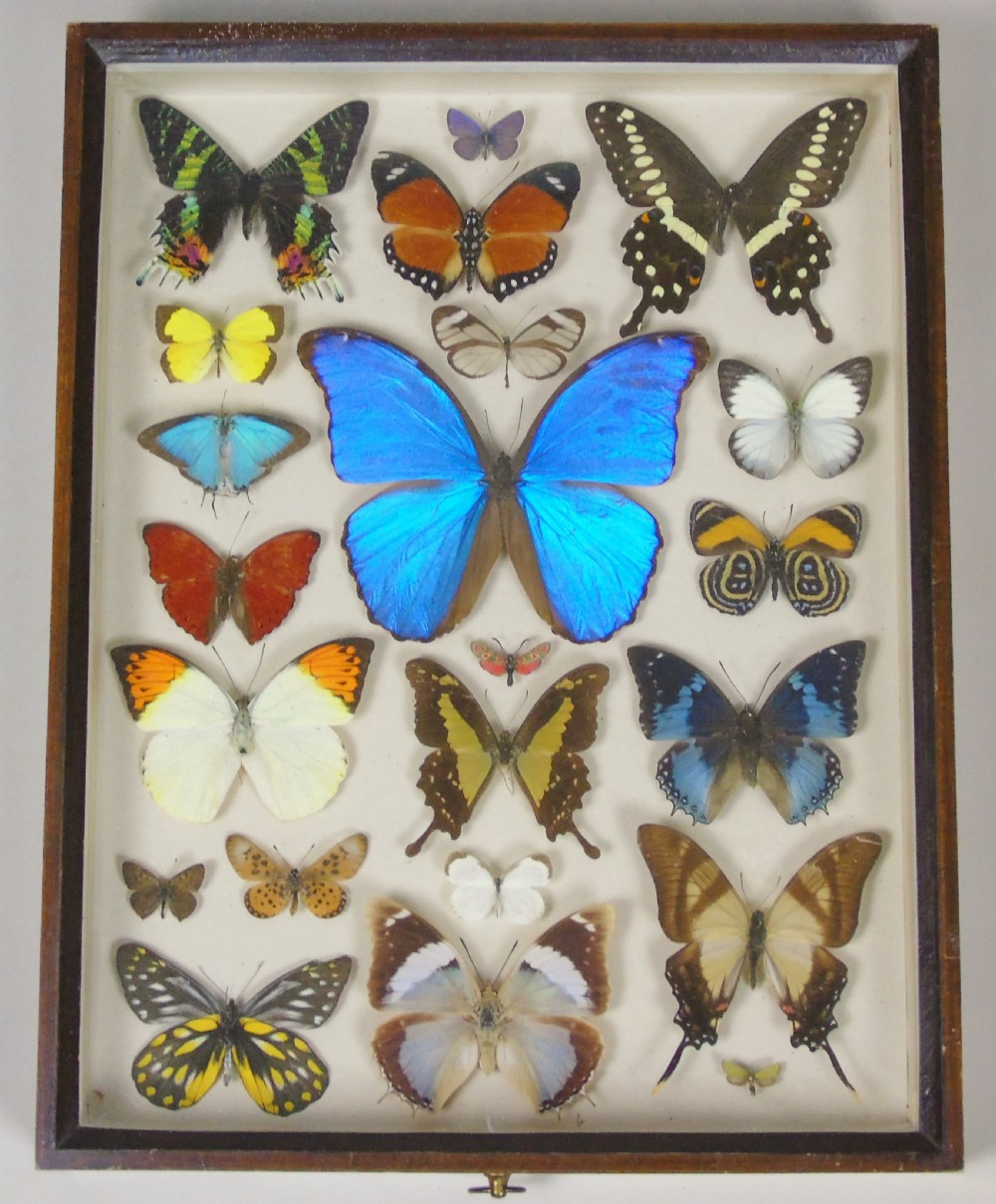 Antique Specimen Case of Butterflies View II