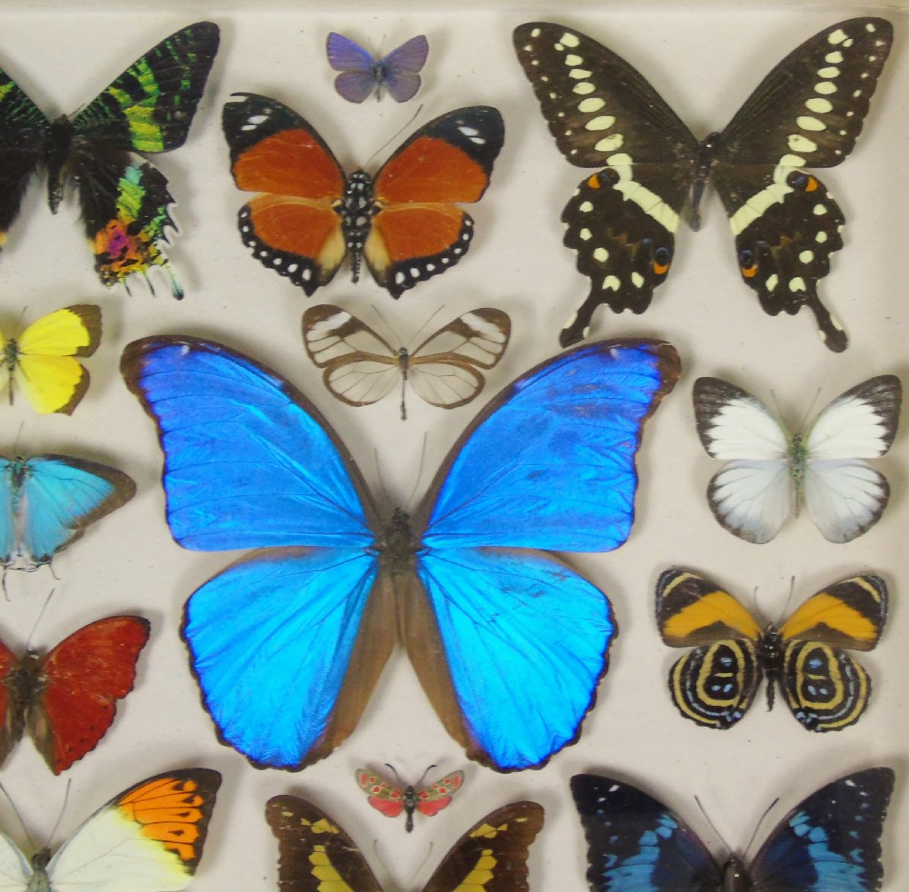 Antique Specimen Case of Butterflies View III