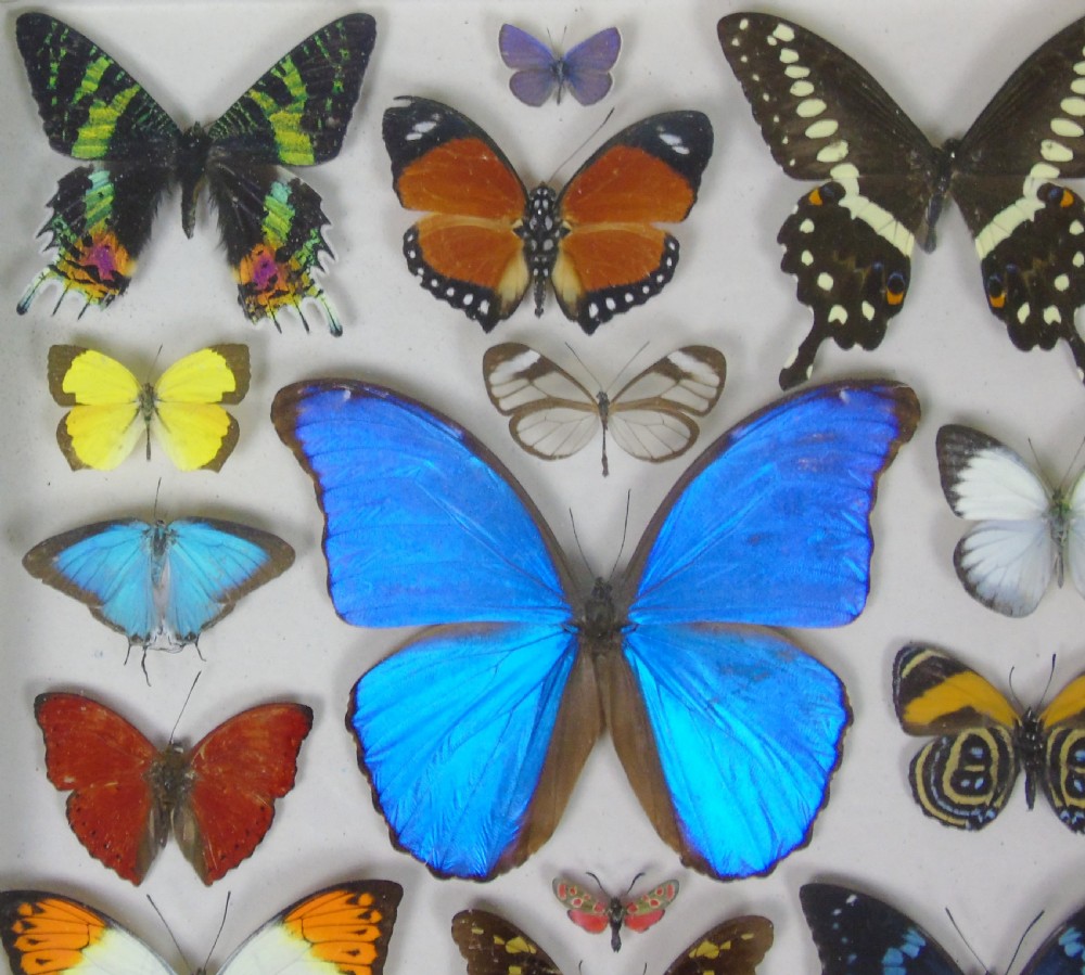 Antique Specimen Case of Butterflies View IV