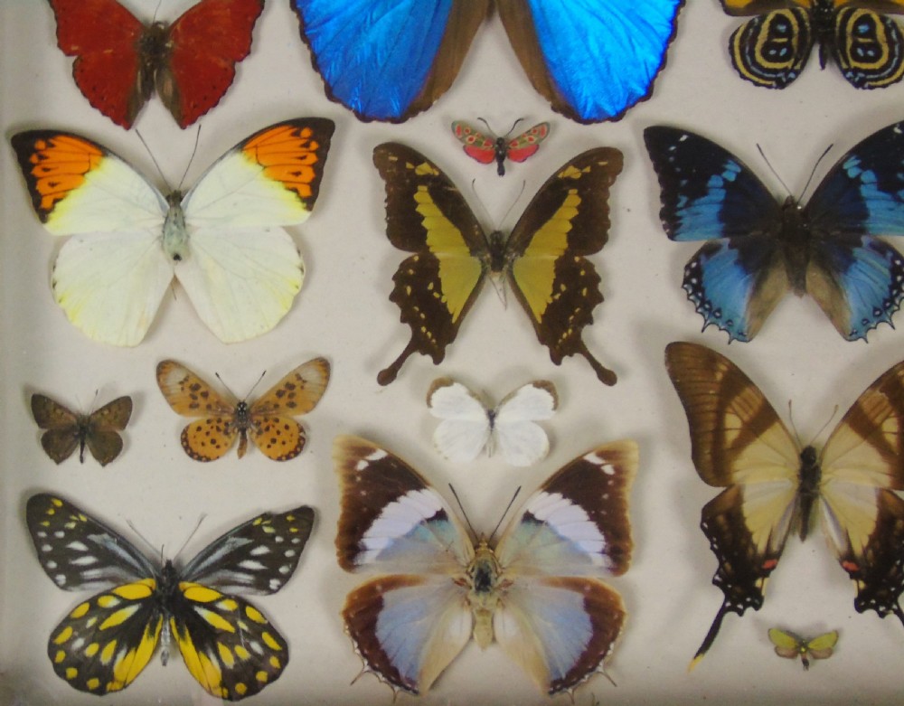 Antique Specimen Case of Butterflies View V