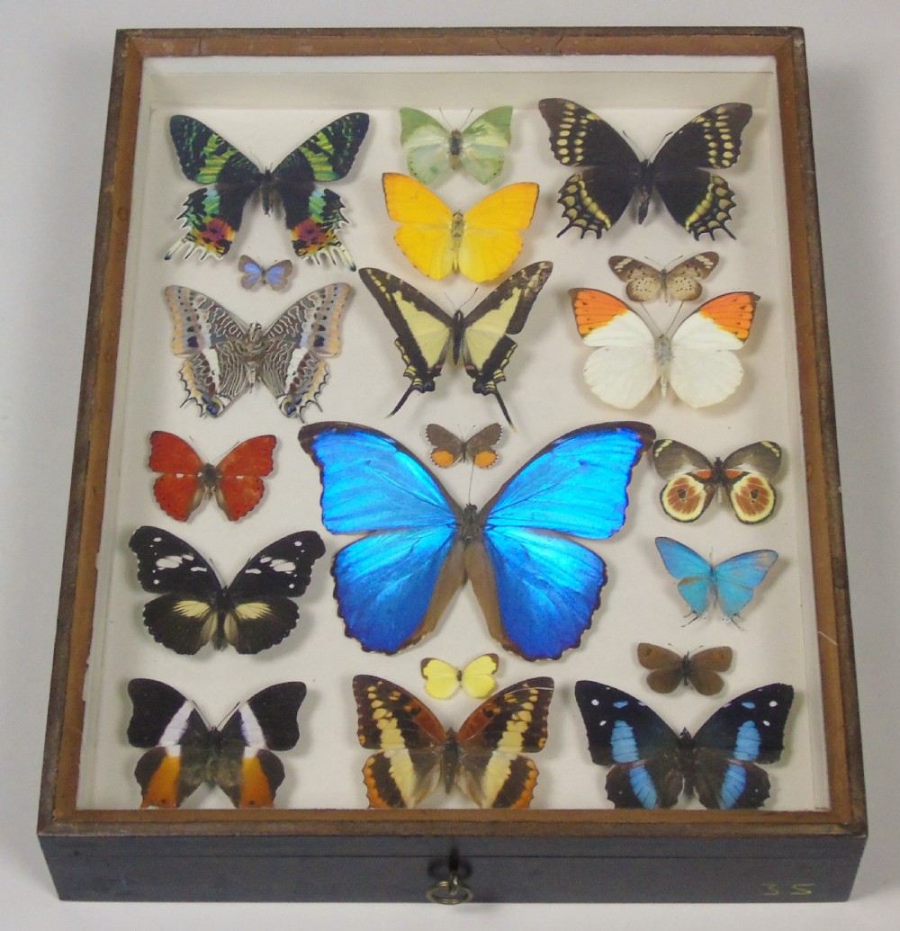 Antique Specimen Case of Butterflies