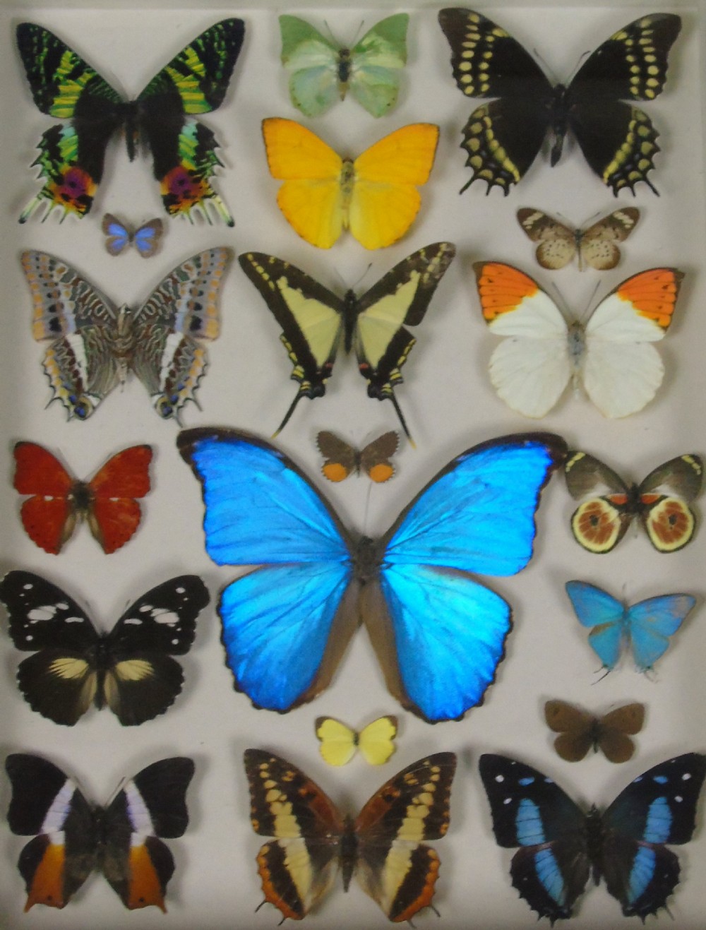 Antique Specimen Case of Butterflies View II