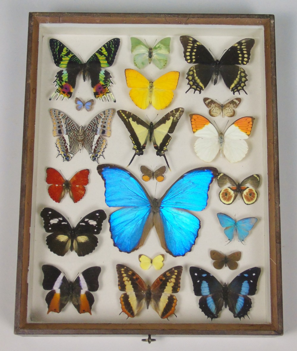 Antique Specimen Case of Butterflies View III