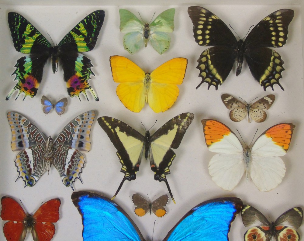 Antique Specimen Case of Butterflies View IV