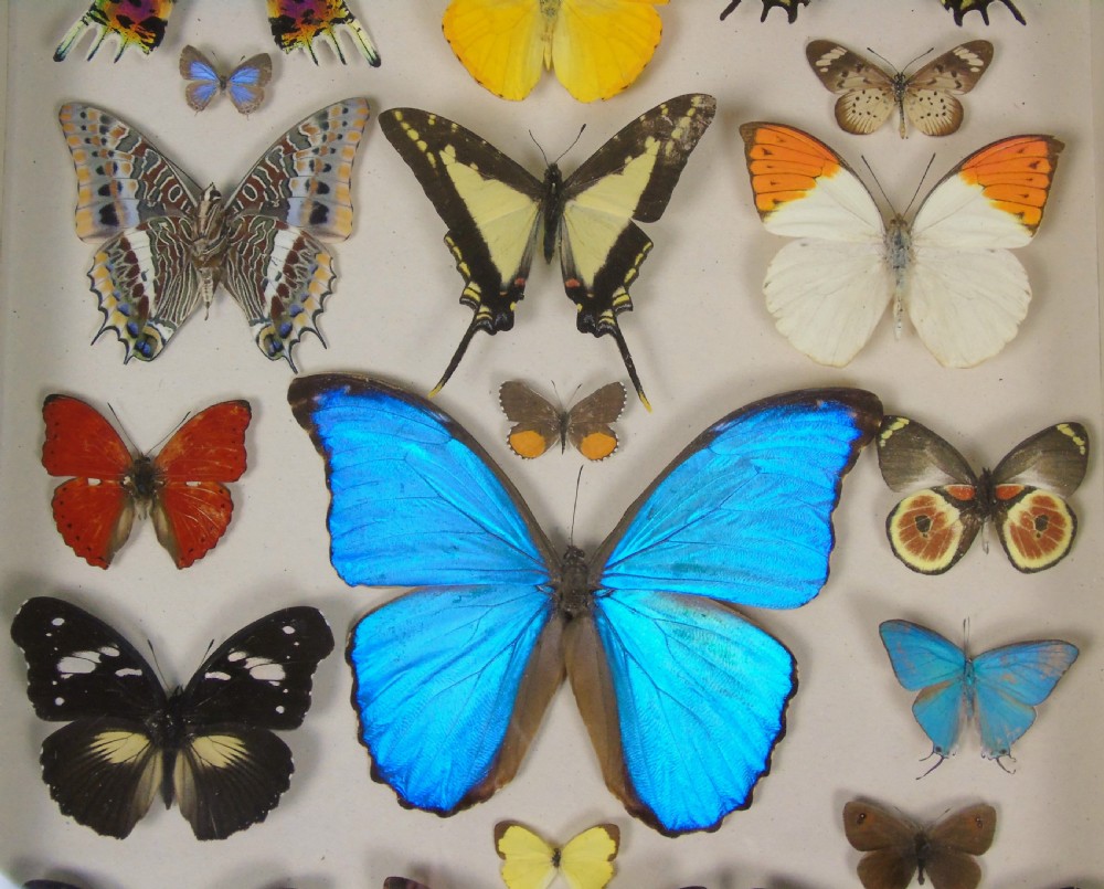 Antique Specimen Case of Butterflies View V