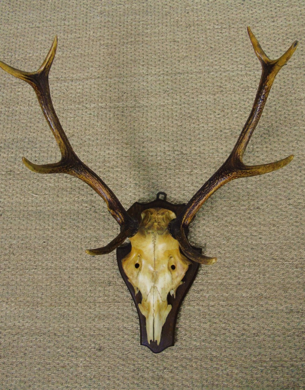 19th Century Antique Antlers on Shield
