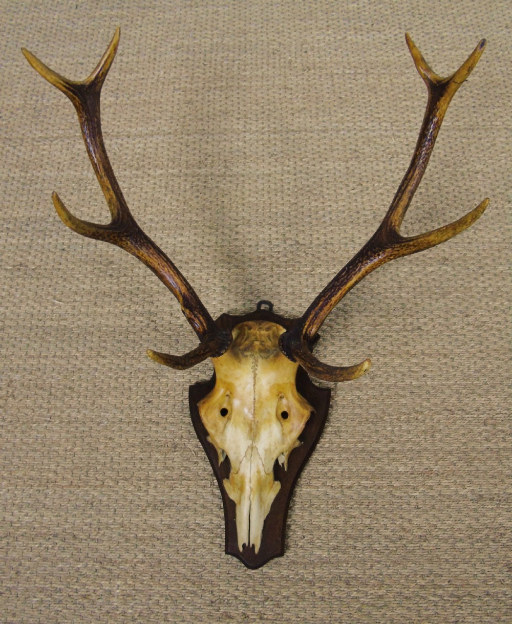 19th Century Antique Antlers on Shield View II