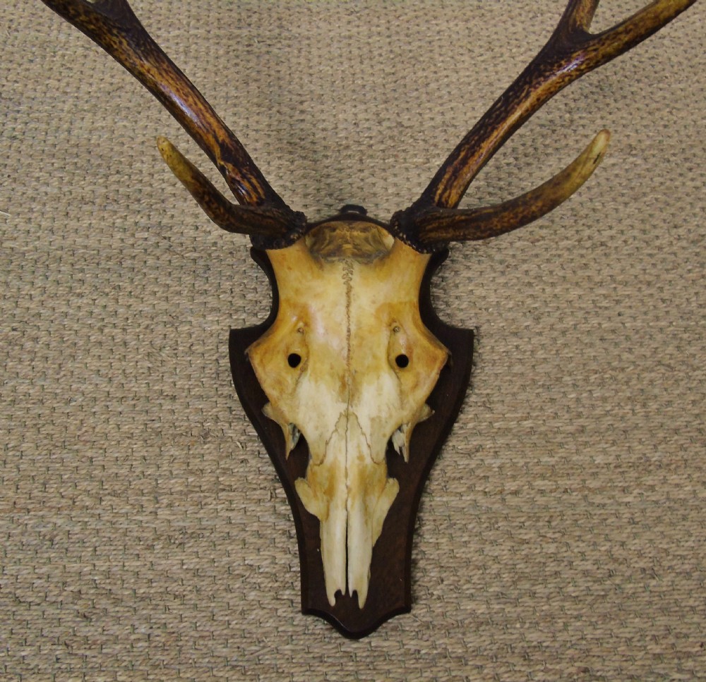 19th Century Antique Antlers on Shield View III