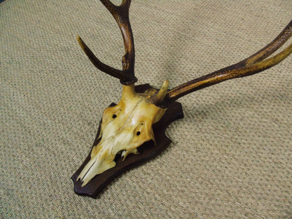 19th Century Antique Antlers on Shield View IV