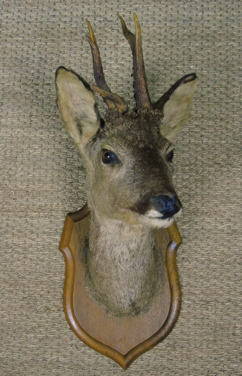 Taxidermy Roe Deer
