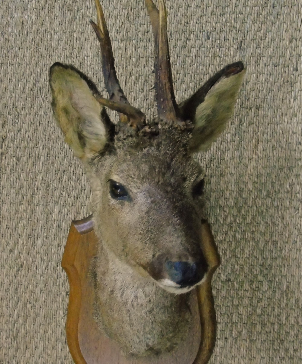 Taxidermy Roe Deer View II