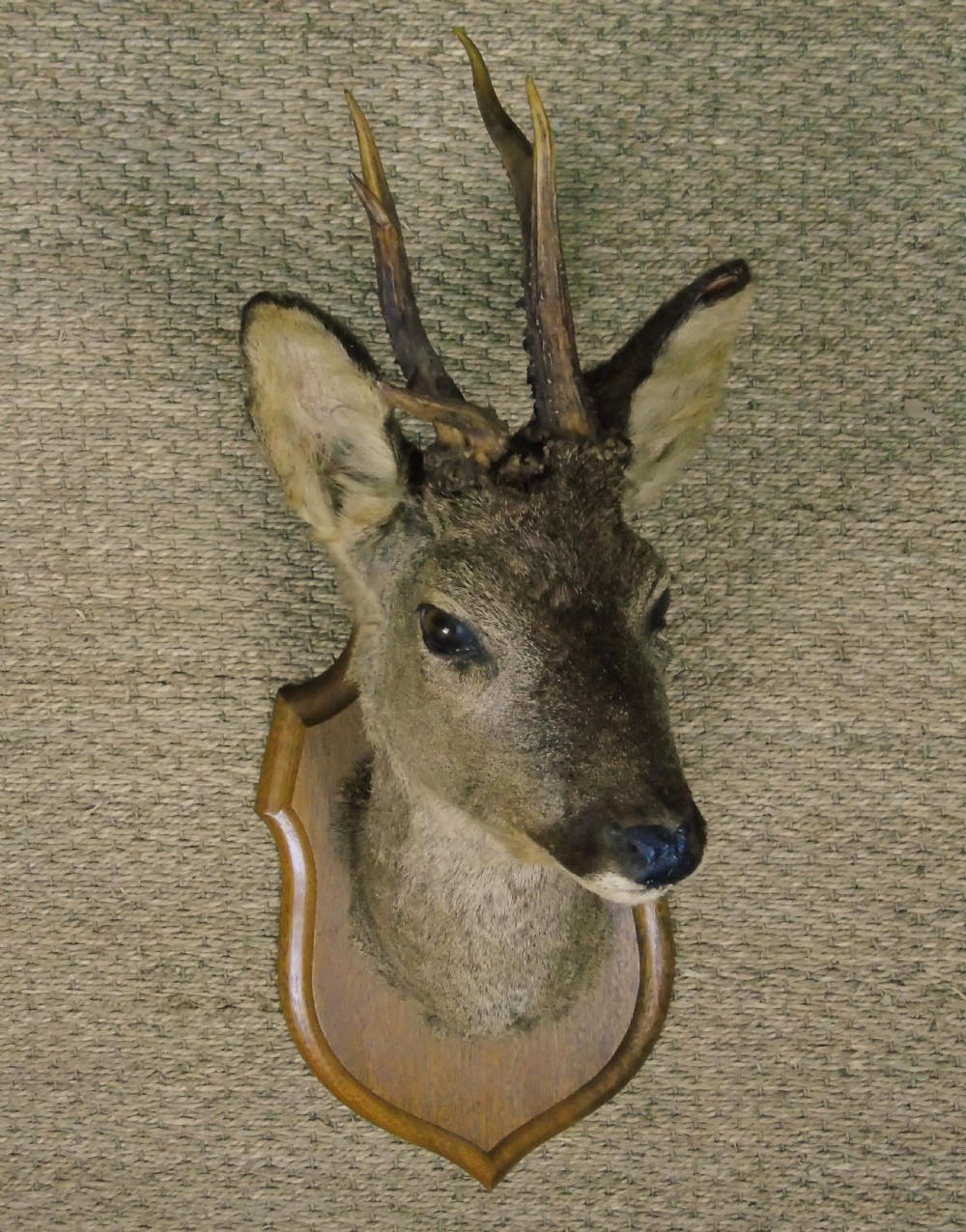 Taxidermy Roe Deer View III