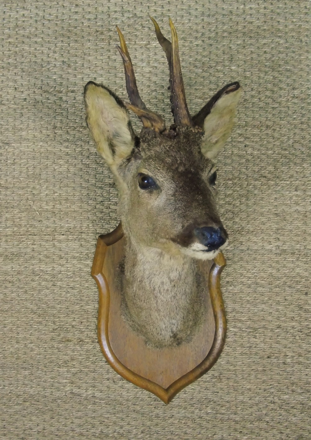 Taxidermy Roe Deer View IV