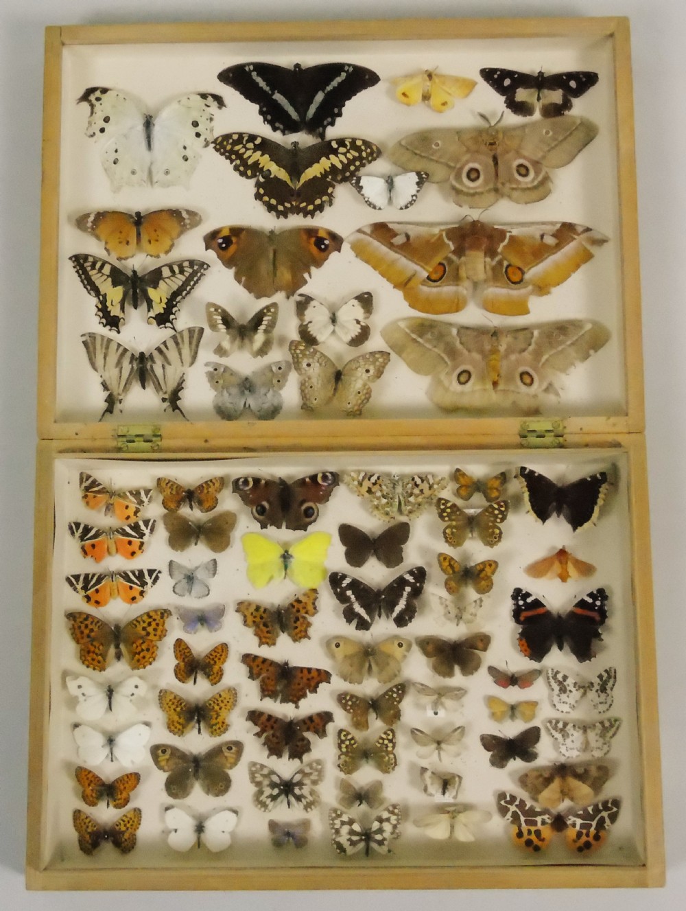 Antique Butterfly & Moth Cased Specimen Collection