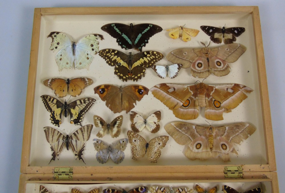 Antique Butterfly & Moth Cased Specimen Collection View II