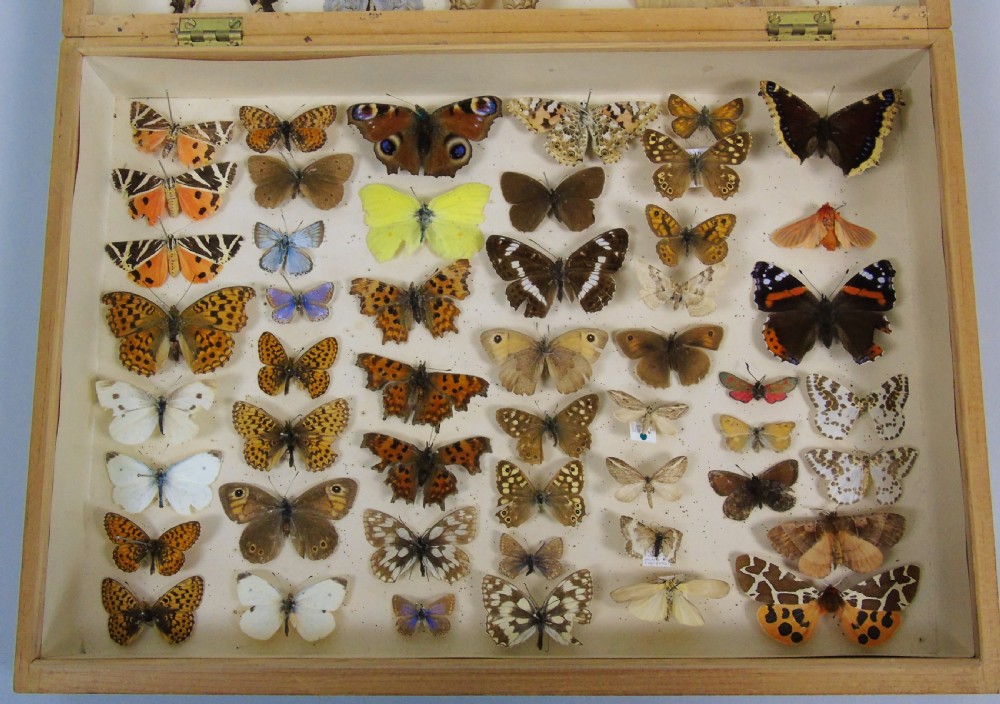 Antique Butterfly & Moth Cased Specimen Collection View III