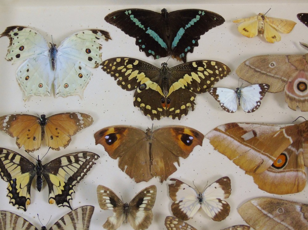 Antique Butterfly & Moth Cased Specimen Collection View IV