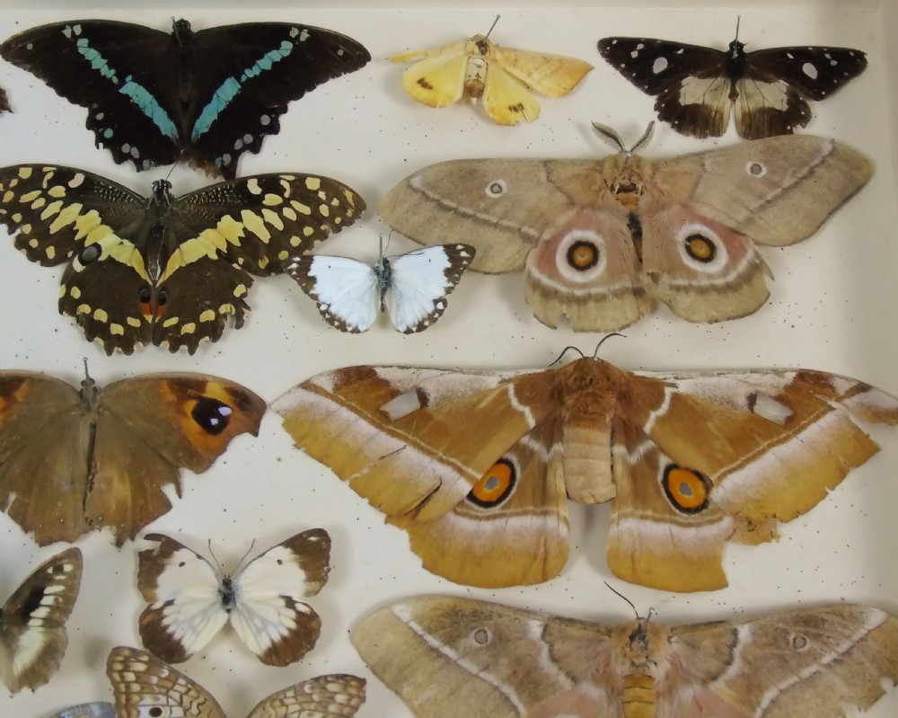 Antique Butterfly & Moth Cased Specimen Collection View V