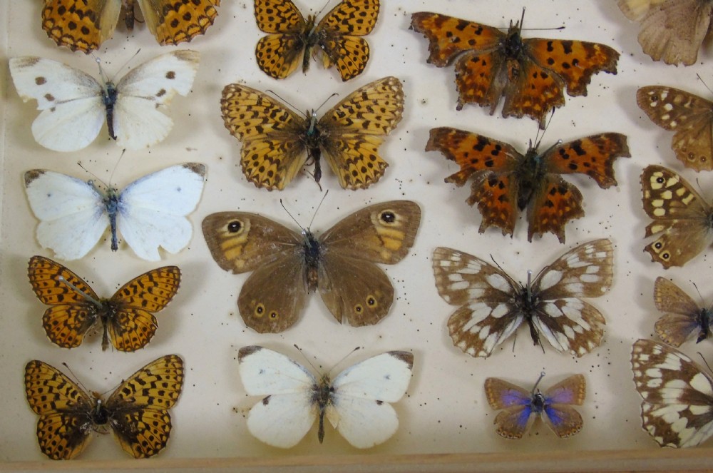 Antique Butterfly & Moth Cased Specimen Collection View VI