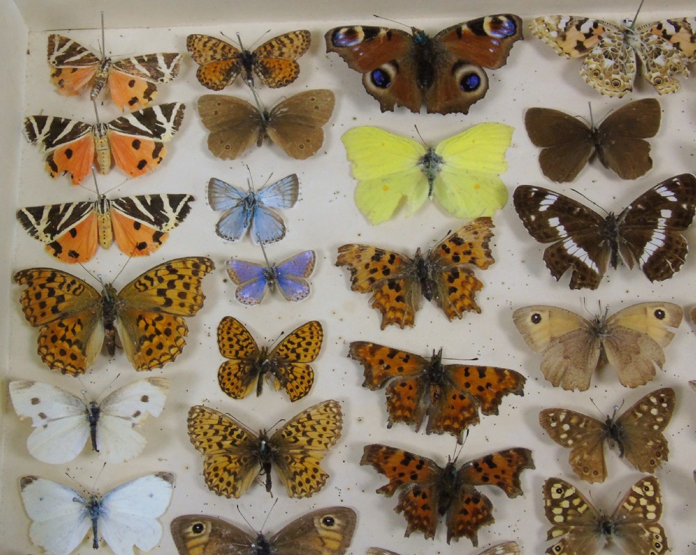 Antique Butterfly & Moth Cased Specimen Collection View VIII