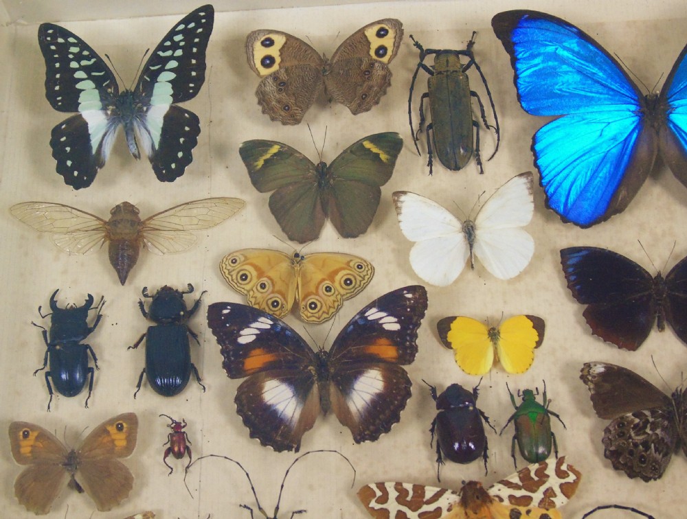 Antique Butterfly and Insect Specimens Collection View II
