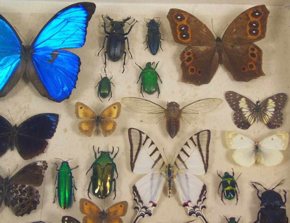 Antique Butterfly and Insect Specimens Collection View III