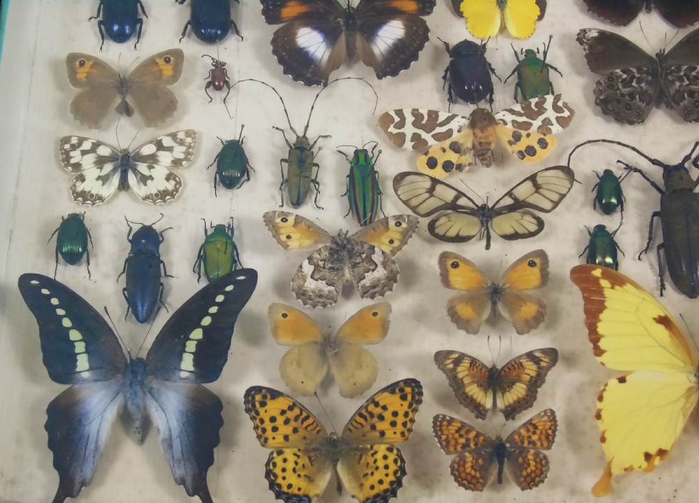 Antique Butterfly and Insect Specimens Collection View IV