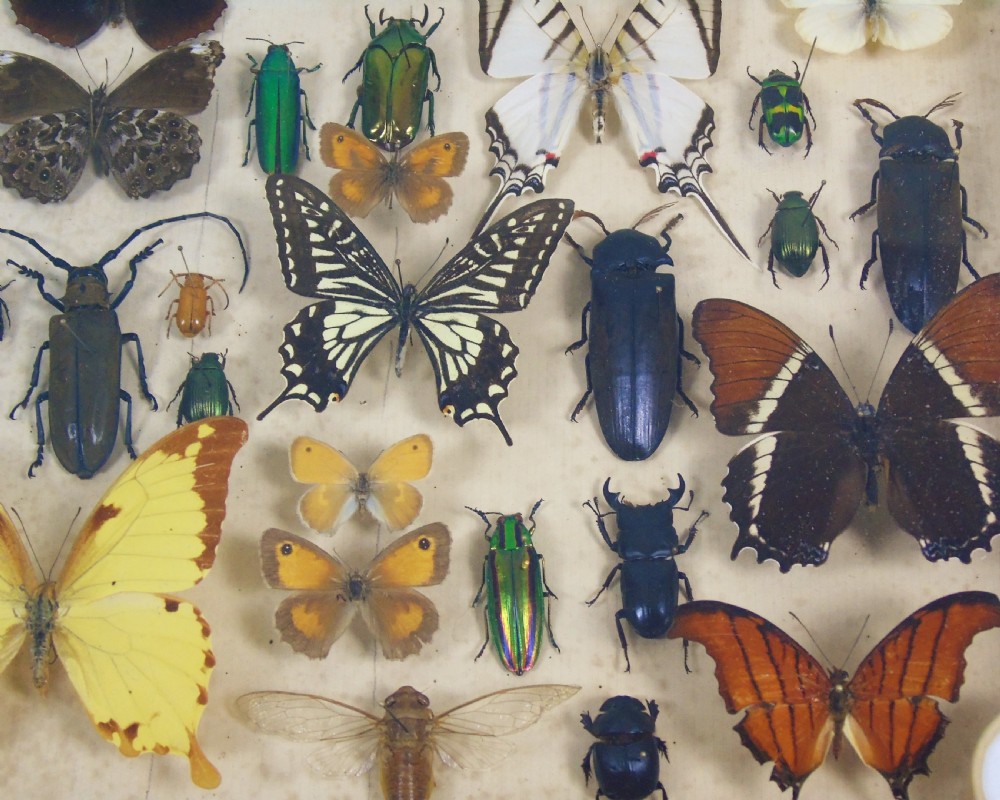Antique Butterfly and Insect Specimens Collection View V