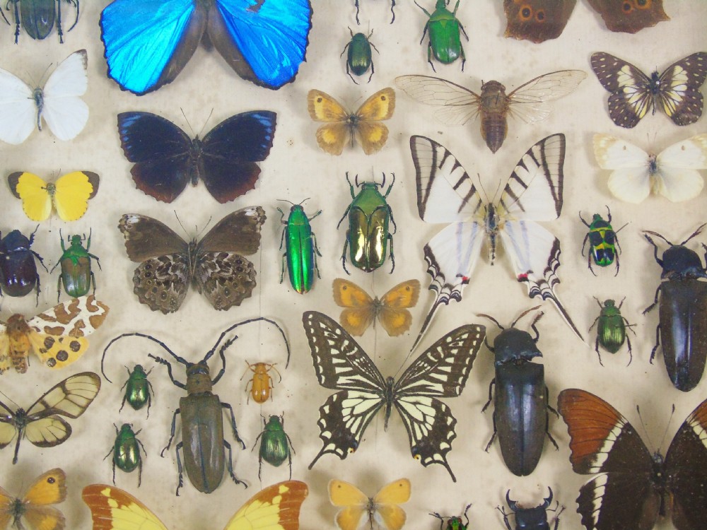Antique Butterfly and Insect Specimens Collection View VI